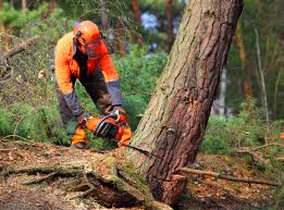 How Our Tree Care Process Works  in  Woodsfield, OH